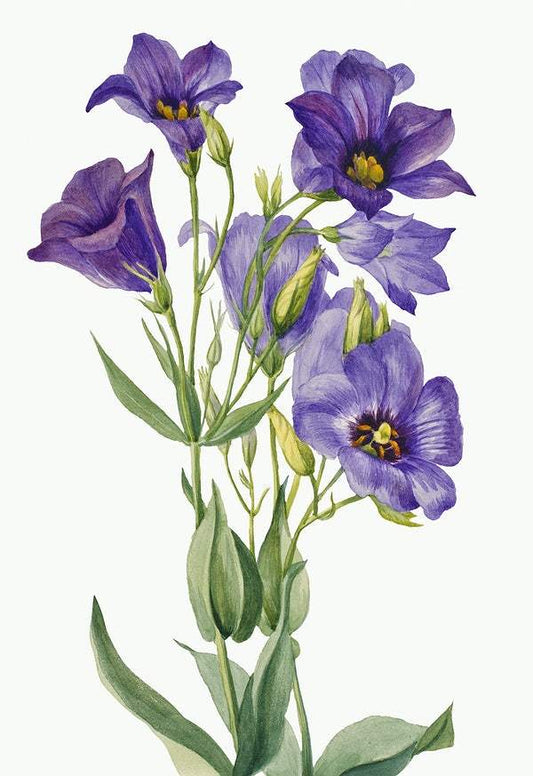 Eustoma russelianum by Mary Vaux Walcott