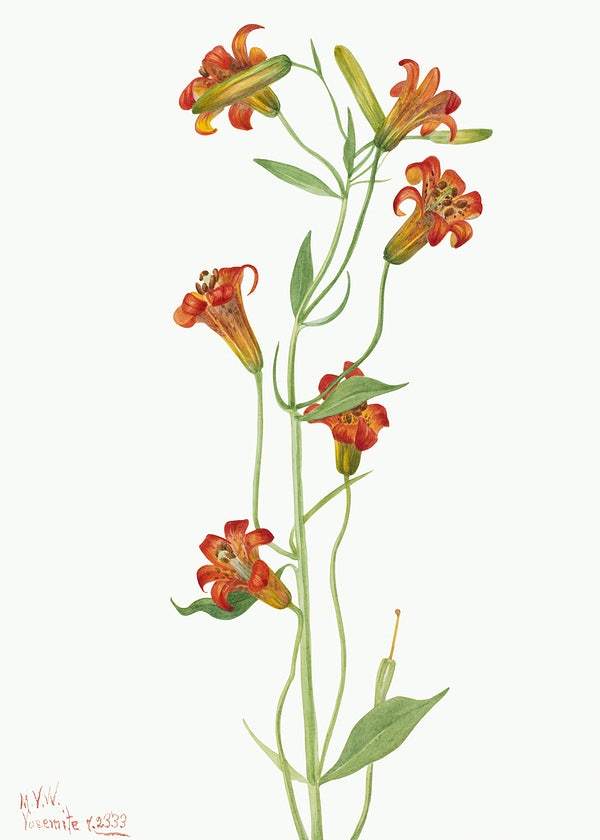 Small Tiger Lily by Mary Vaux Walcott