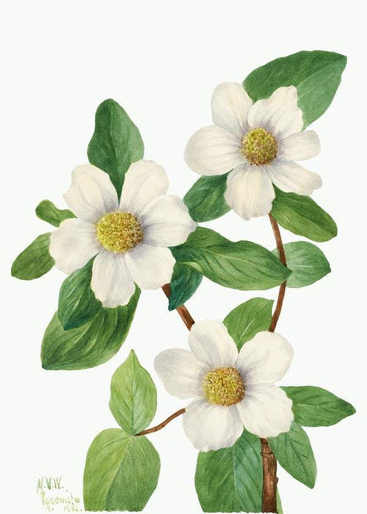 Pacific Dogwood by Mary Vaux Walcott