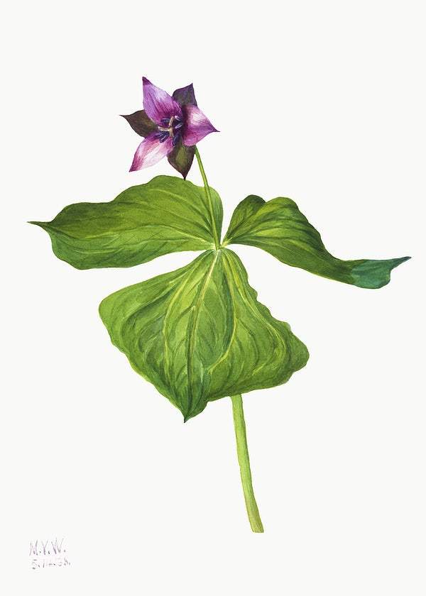 Trillium erectum by Mary Vaux Walcott