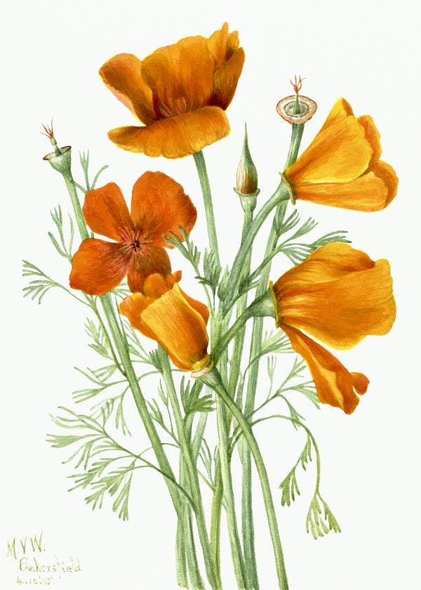 California Poppy (Eschscholtzia californica) (1935) by Mary Vaux Walcott