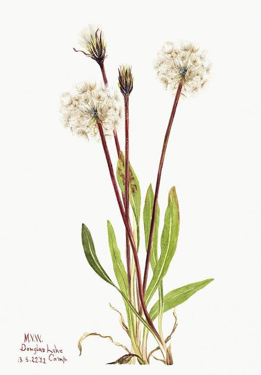 Slender Agoseris by Mary Vaux Walcott