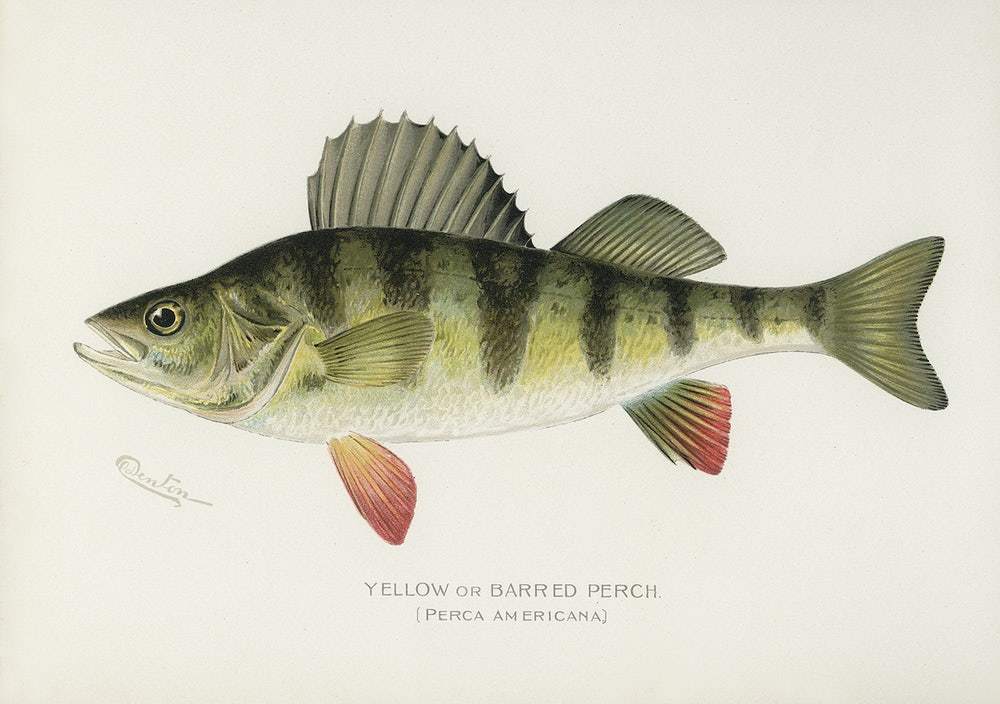 Yellow or Barred Perch by Sherman F. Denton (1856–1937)