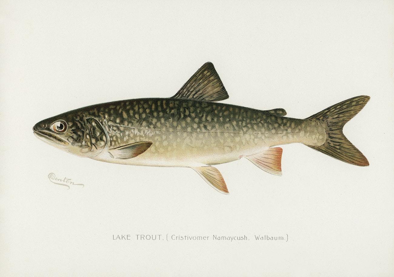 Lake Trout by Sherman F. Denton (1856–1937)