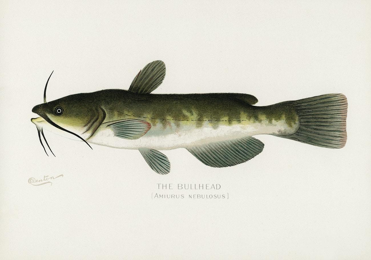 Bullhead by Sherman F. Denton (1856–1937)