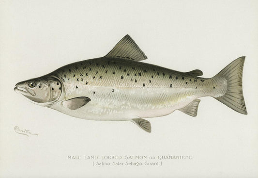 Male Land Locked Salmon by Sherman F. Denton (1856–1937)