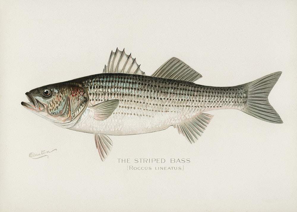 Striped Bass by Sherman F. Denton (1856–1937)