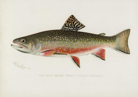 Male brook trout by Sherman F. Denton (1856–1937)