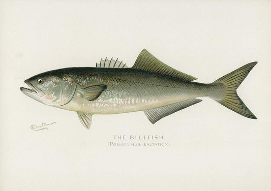 Bluefish by Sherman F. Denton (1856–1937)