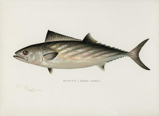 Bonito by Sherman F. Denton (1856–1937)