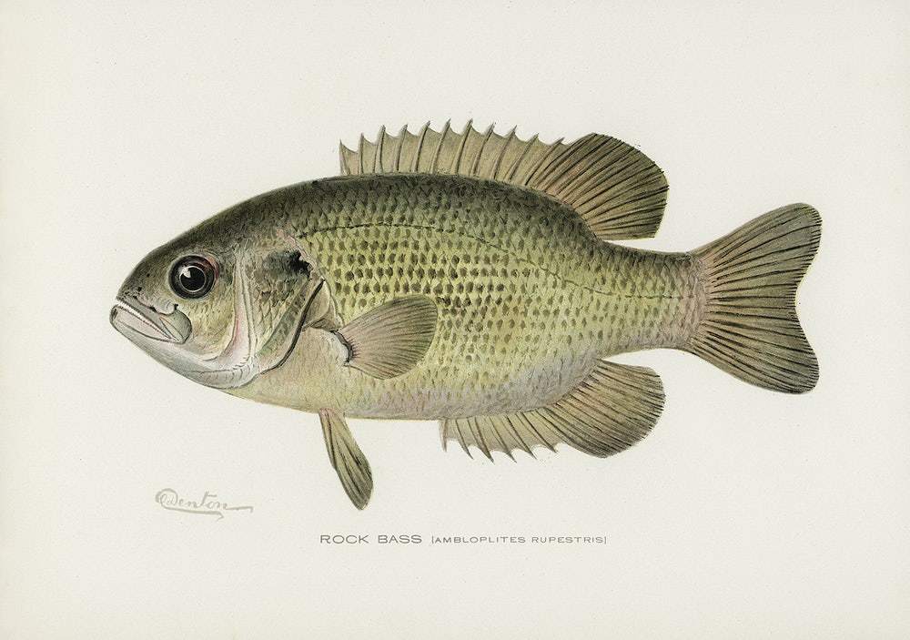 Rock Bass by Sherman F. Denton (1856–1937)