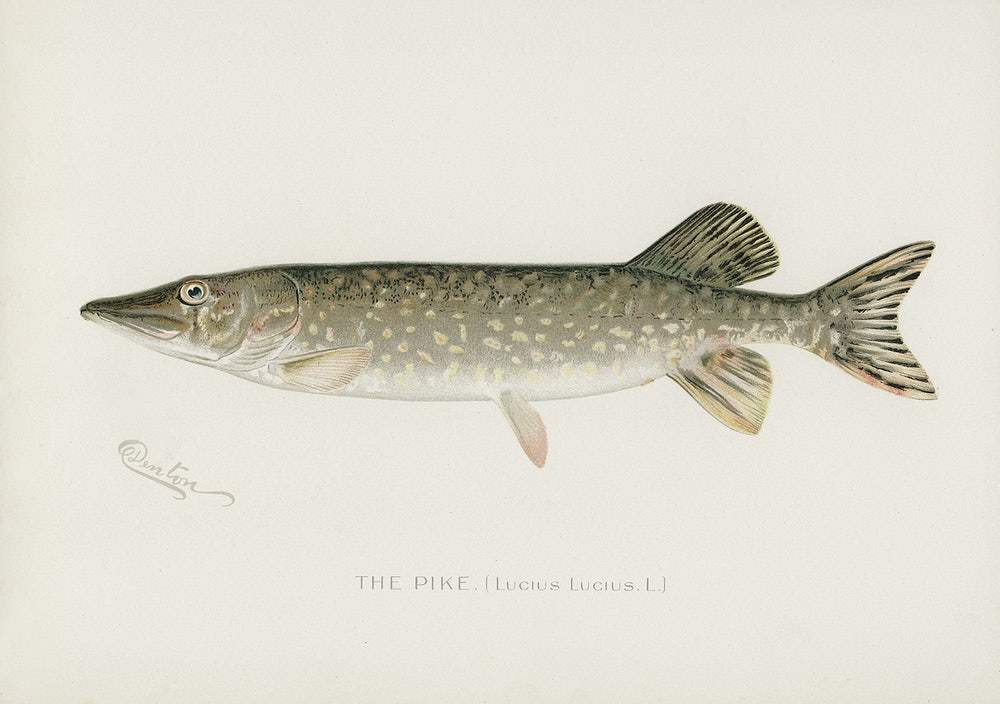 Pike by Sherman F. Denton (1856–1937)