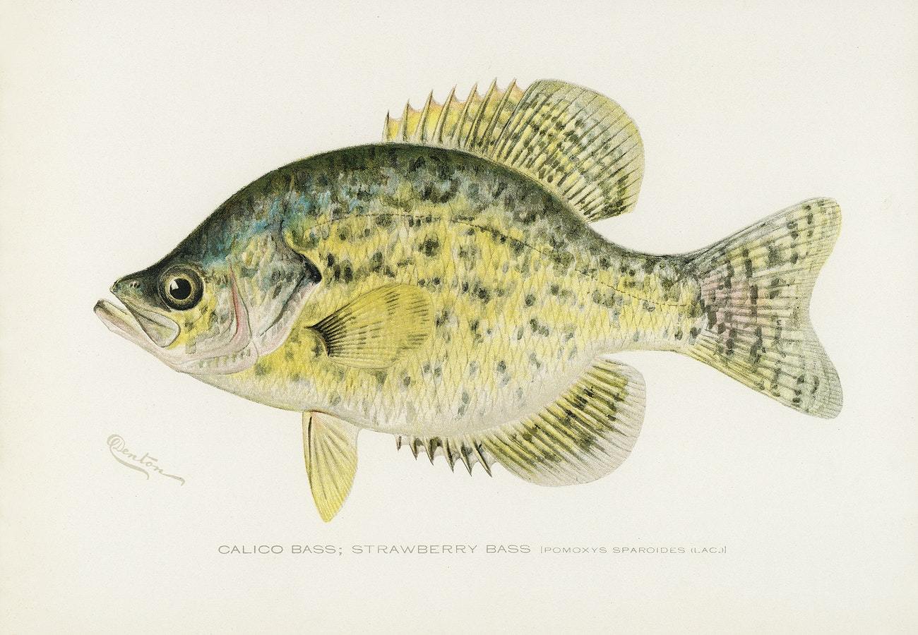 Calico Bass; Strawberry Bass by Sherman F. Denton (1856–1937)