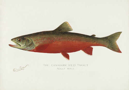 Canadian Red Trout by Sherman F. Denton (1856–1937)