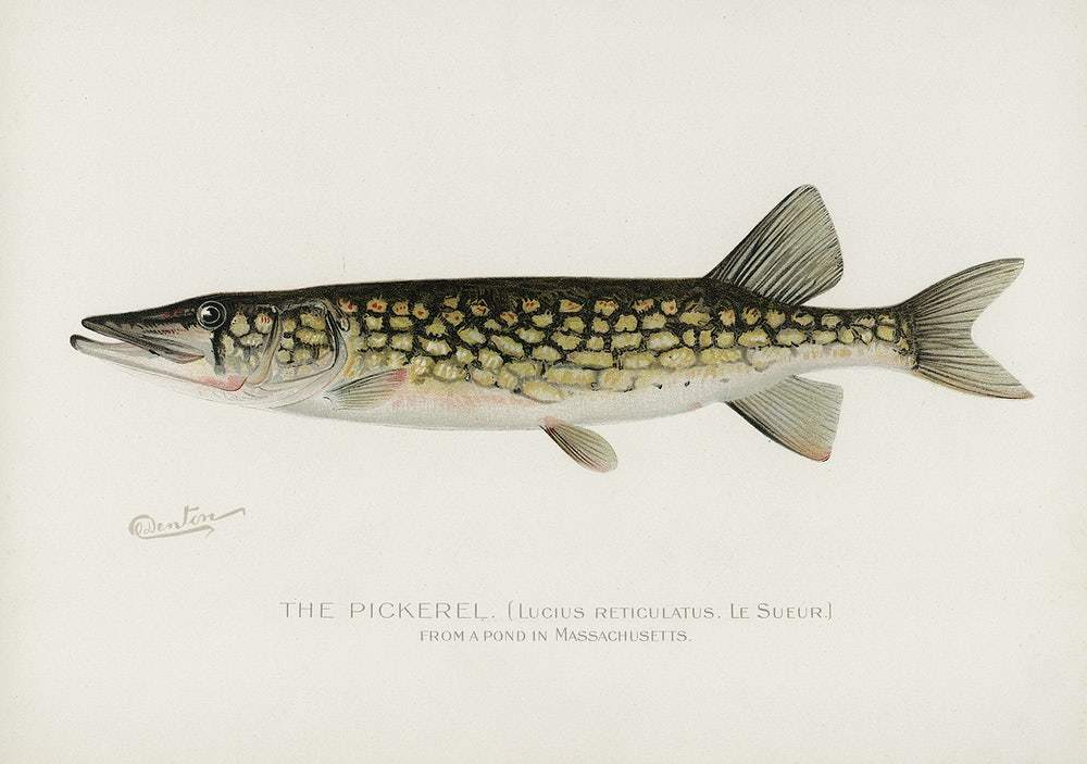 Pickerel by Sherman F. Denton (1856–1937)