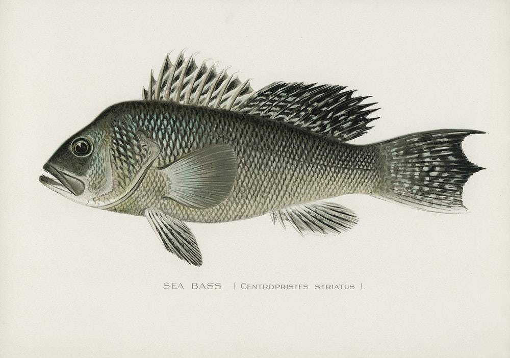 Sea Bass by Sherman F. Denton (1856–1937)