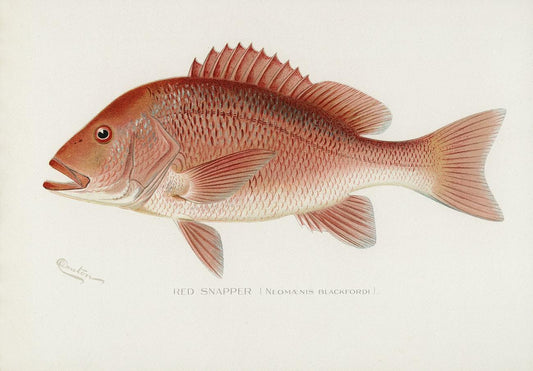 Red Snapper by Sherman F. Denton (1856–1937)