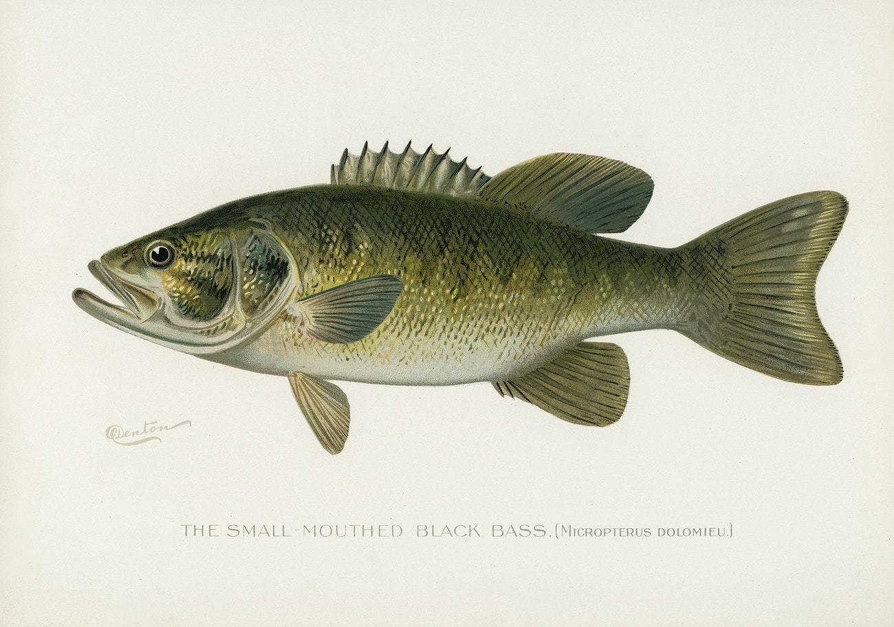 Small-Mouthed Black Bass by Sherman F. Denton (1856–1937)