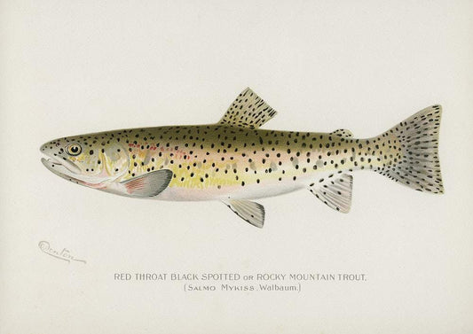 Red Throat Black Spotted or Rocky Mountain Trout by Sherman F. Denton (1856–1937)