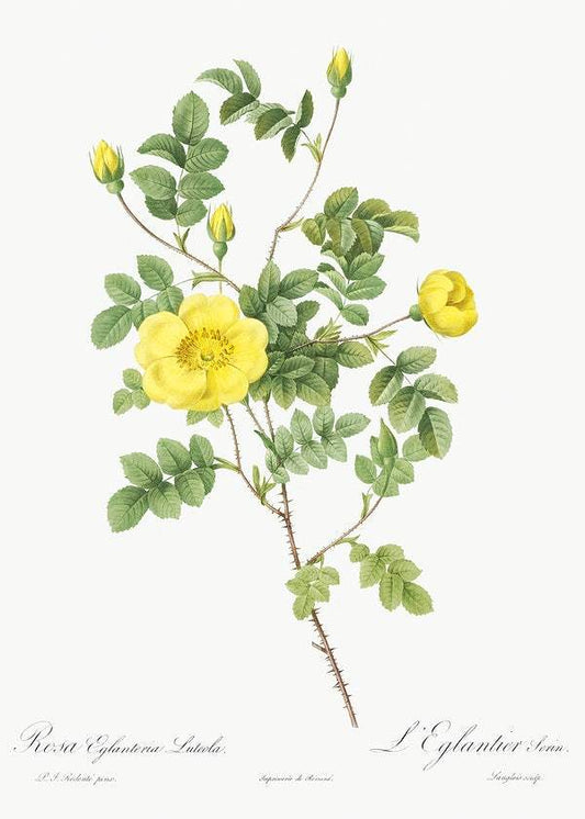 Sweetbriar Rose by Pierre-Joseph Redouté (1817-24)