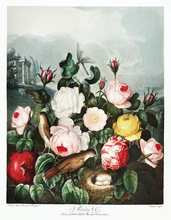 Roses from The Temple of Flora (1807) by Robert John Thornton