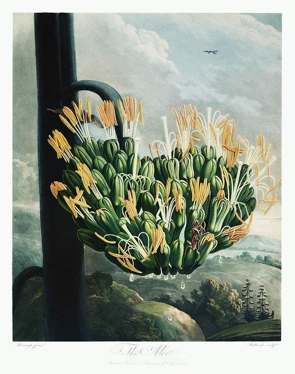 The Aloe from The Temple of Flora (1807) by Robert John Thornton