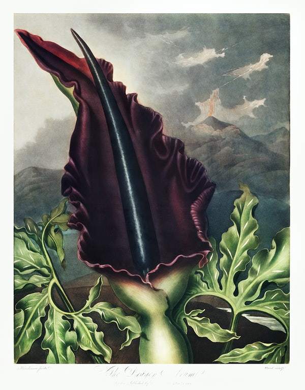 The Dragon Arum from The Temple of Flora (1807) by Robert John Thornton