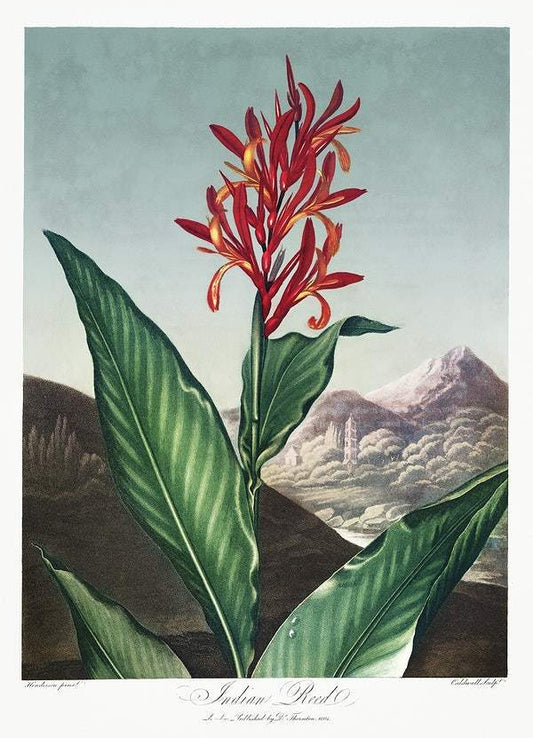 Indian Reed from The Temple of Flora (1807) by Robert John Thornton