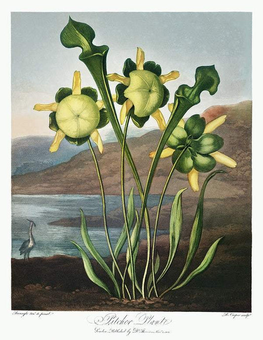 Pitcher Plant from The Temple of Flora (1807) by Robert John Thornton