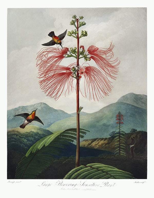 Large–Flowering Sensitive Plant from The Temple of Flora (1807) by Robert John Thornton