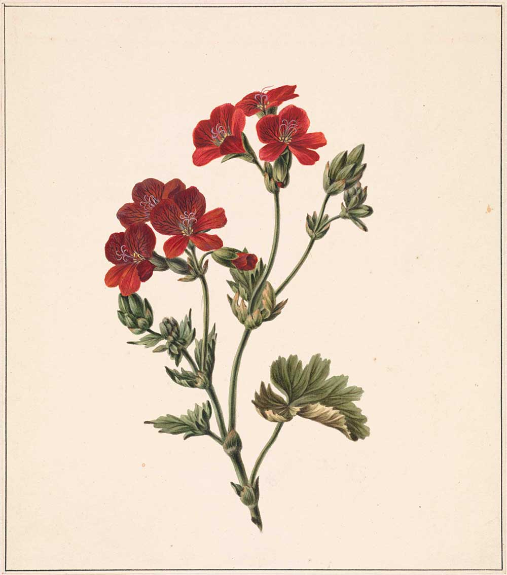 Flower by M. de Gijselaar 1830