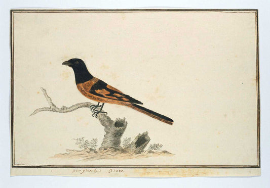 Pericrocotus flammeus by Robert Jacob Gordon 1777