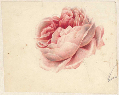 A floral artwork featuring a detailed drawing of a pink rose with artist's signature in the bottom right corner.