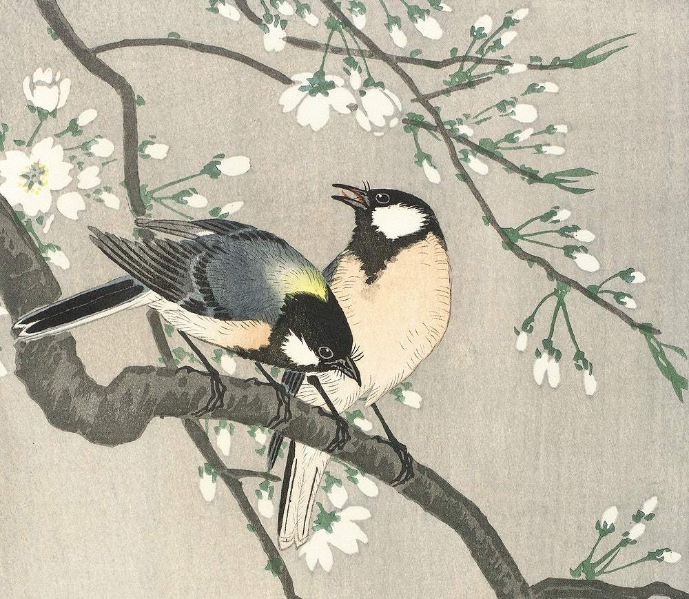 Tits on Cherry Branch (1900–1910) by Ohara Koson