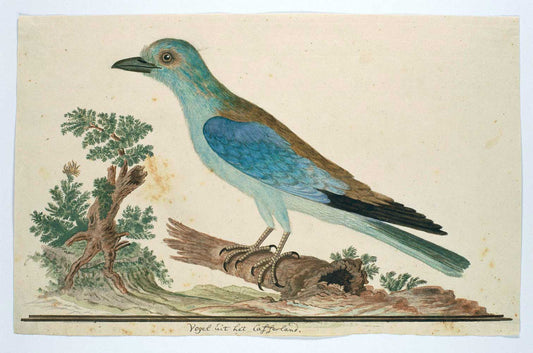 Scharrelaar by Robert Jacob Gordon 1777