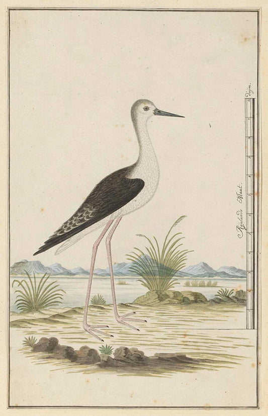 Himantopus himantopus by Robert Jacob Gordon 1777