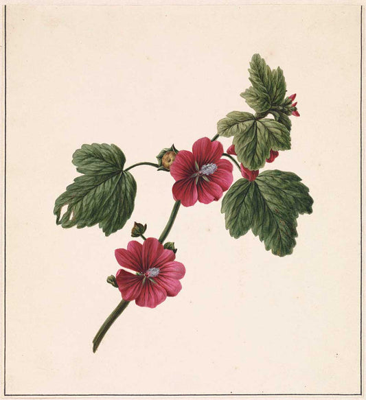 Flower by M. de Gijselaar 1830