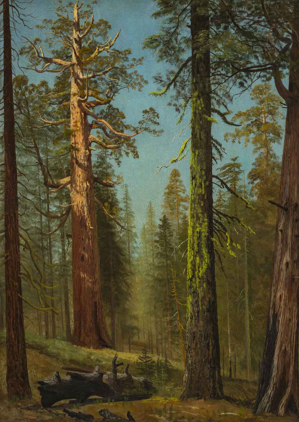 The Grizzly Giant Sequoia by Albert Bierstadt 1873