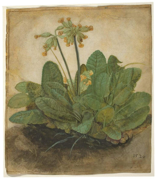 Tuft of Cowslips by Albrecht Durer 1526