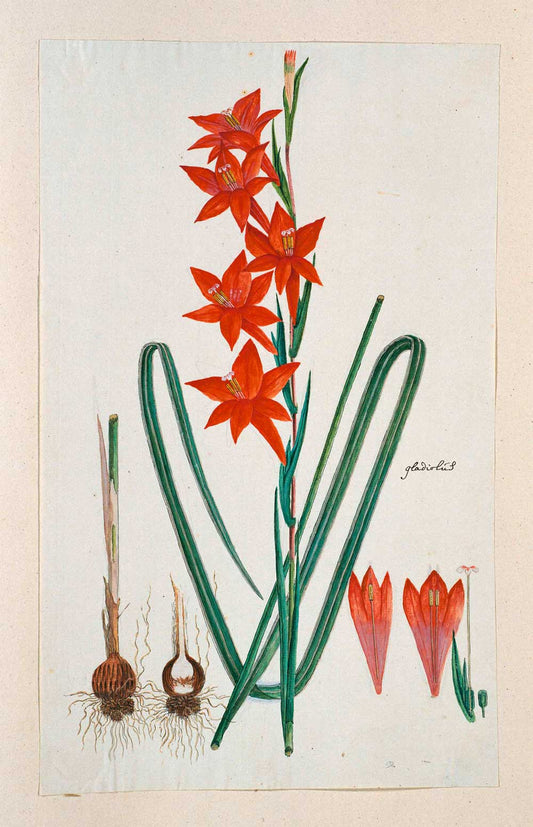 Watsonia hysterantha by Robert Jacob Gordon 1786