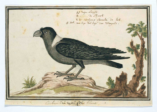 Corvuls albicollis by Robert Jacob Gordon 1777